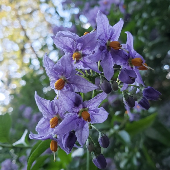 Meet your Posher, Brittany - Picture 1 of 1